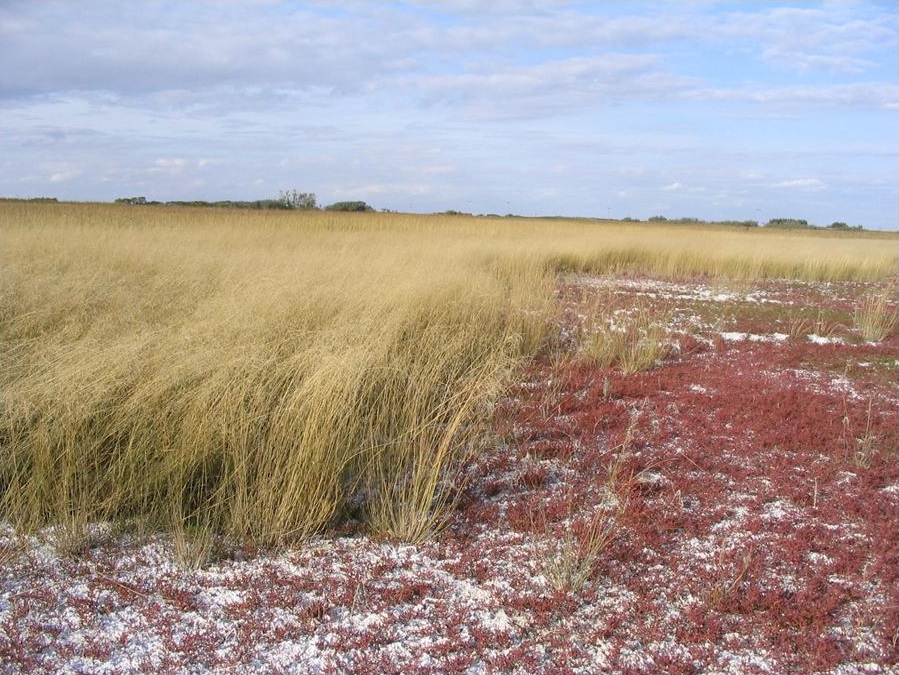 Saline-Soil-Photo